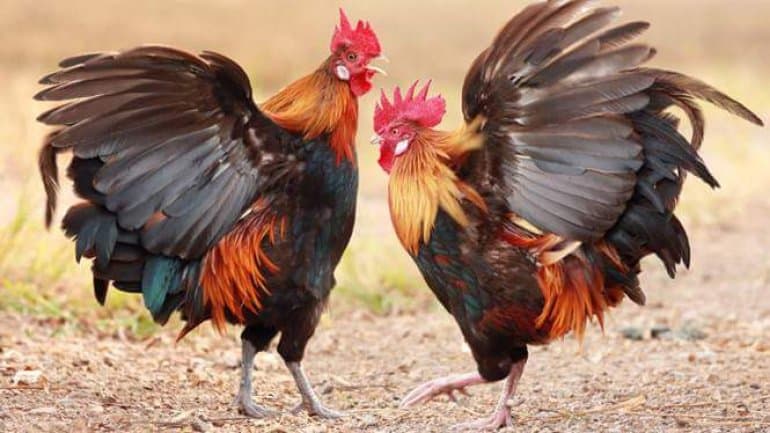 Gà đá hay hay dở có thể dựa trên cánh gà hay không?