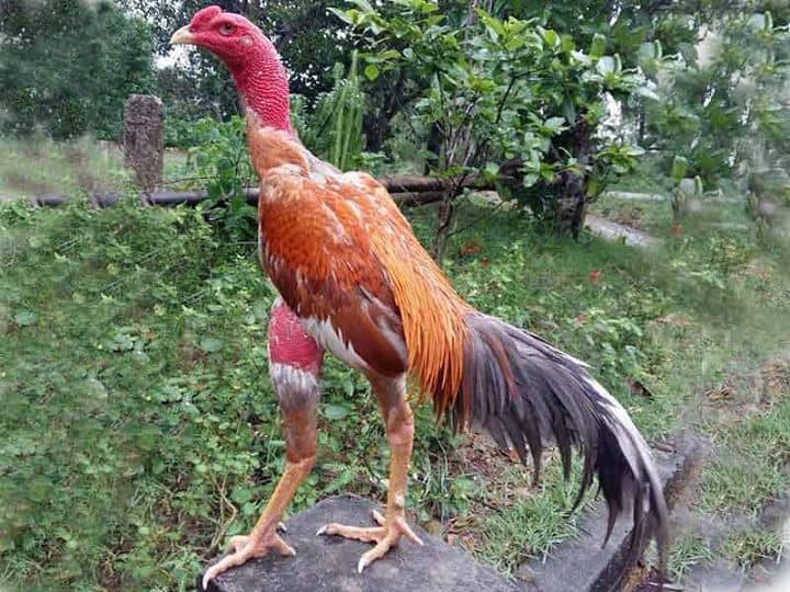 Cách lựa vảy gà chọi hay và chính xác nhất