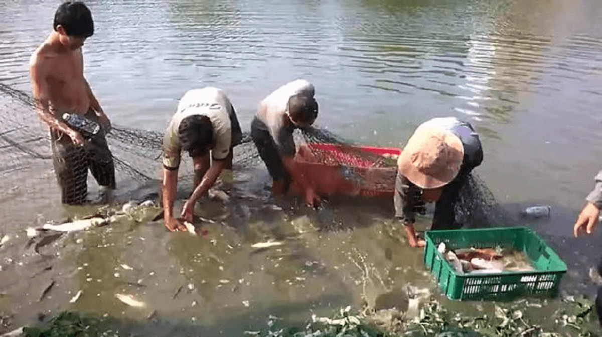Nằm mơ thấy bắt cá đánh có ý nghĩa gì? lô đề đánh con nào chuẩn?