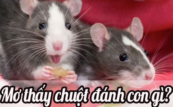 Mơ thấy 5 con chuột điềm và con số trúng đề